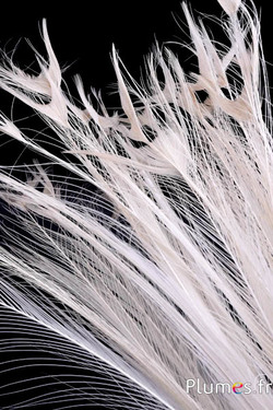 Weißer Pfau ohne Augen – 50–60 cm – naturweiß–creme